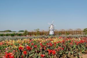 Colorful tulip field and charming windmill under clear skies in Holambra, Brazil.